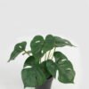 Artificial Table Plants 21*21*23cm Leaf in PP pot GS-70123042CONTI Potted Flowers&Plants YeahFlower is one of Chinese leading OEM manufacturers and exporters , supplying the silk flowers, wholesale artificial trees