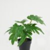 Artificial Table Plants 25*25*23cm Leaf in PP pot GS-70123043CONTI Potted Flowers&Plants YeahFlower is one of Chinese leading OEM manufacturers and exporters , supplying the silk flowers, wholesale artificial trees