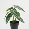 Artificial Table Plants 21*21*23cm Leaf in PP pot GS-70123044CONTI Potted Flowers&Plants YeahFlower is one of Chinese leading OEM manufacturers and exporters , supplying the silk flowers, wholesale artificial trees