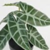 Artificial Table Plants 21*21*23cm Leaf in PP pot GS-70123044CONTI Potted Flowers&Plants YeahFlower is one of Chinese leading OEM manufacturers and exporters , supplying the silk flowers, wholesale artificial trees