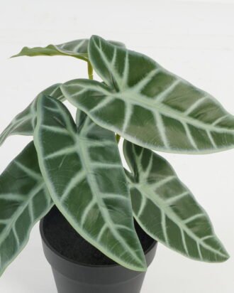 Artificial Table Plants 21*21*23cm Leaf in PP pot GS-70123044CONTI Potted Flowers&Plants YeahFlower is one of Chinese leading OEM manufacturers and exporters , supplying the silk flowers, wholesale artificial trees