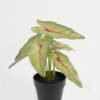 Artificial Table Plants 20*20*22cm Leaf in PP pot GS-70123045CONTI Potted Flowers&Plants YeahFlower is one of Chinese leading OEM manufacturers and exporters , supplying the silk flowers, wholesale artificial trees