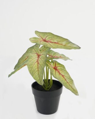 Artificial Table Plants 20*20*22cm Leaf in PP pot GS-70123045CONTI Potted Flowers&Plants YeahFlower is one of Chinese leading OEM manufacturers and exporters , supplying the silk flowers, wholesale artificial trees