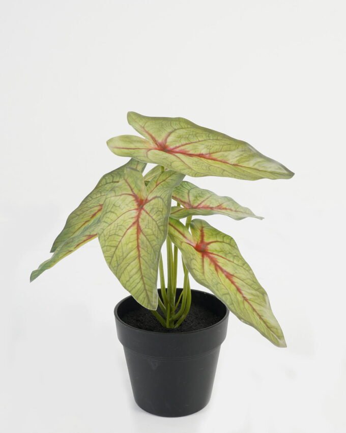 Artificial Table Plants 20*20*22cm Leaf in PP pot GS-70123045CONTI Potted Flowers&Plants YeahFlower is one of Chinese leading OEM manufacturers and exporters , supplying the silk flowers, wholesale artificial trees
