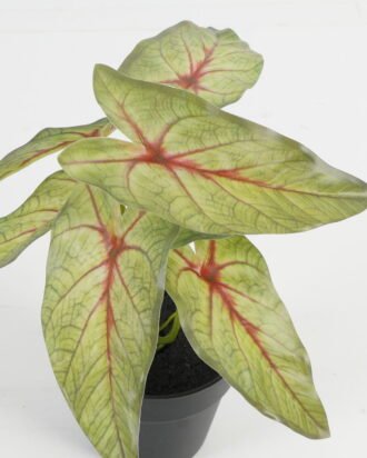 Artificial Table Plants 20*20*22cm Leaf in PP pot GS-70123045CONTI Potted Flowers&Plants YeahFlower is one of Chinese leading OEM manufacturers and exporters , supplying the silk flowers, wholesale artificial trees