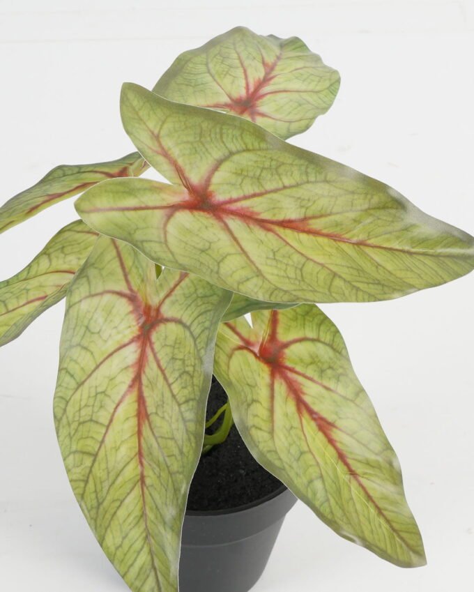 Artificial Table Plants 20*20*22cm Leaf in PP pot GS-70123045CONTI Potted Flowers&Plants YeahFlower is one of Chinese leading OEM manufacturers and exporters , supplying the silk flowers, wholesale artificial trees