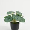 Artificial Table Plants 17*17*15cm Leaf in PP pot GS-70123046CONTI Potted Flowers&Plants YeahFlower is one of Chinese leading OEM manufacturers and exporters , supplying the silk flowers, wholesale artificial trees