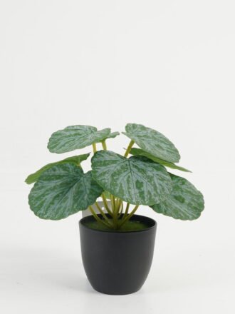 Artificial Table Plants 20*20*22cm Leaf in PP pot GS-70123045CONTI Potted Flowers&Plants 3,000+ sqm showroom with thousands of artificial flowers, plants & trees ready for global sourcing.
