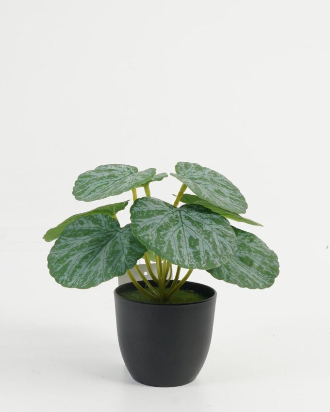 Artificial Table Plants 17*17*15cm Leaf in PP pot GS-70123046CONTI Potted Flowers&Plants YeahFlower is one of Chinese leading OEM manufacturers and exporters , supplying the silk flowers, wholesale artificial trees