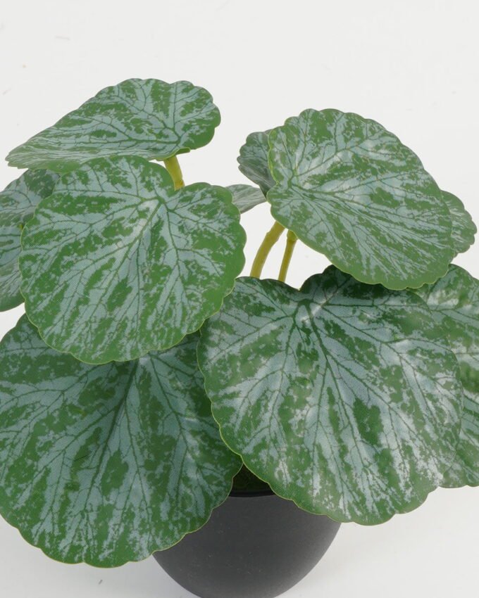 Artificial Table Plants 17*17*15cm Leaf in PP pot GS-70123046CONTI Potted Flowers&Plants YeahFlower is one of Chinese leading OEM manufacturers and exporters , supplying the silk flowers, wholesale artificial trees