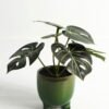 Artificial Table Plants 15*12*16cm Monstera in ceramic pot GS-03323106-G4 Potted Flowers&Plants YeahFlower is one of Chinese leading OEM manufacturers and exporters , supplying the silk flowers, wholesale artificial trees