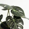 Artificial Table Plants 15*12*16cm Monstera in ceramic pot GS-03323106-G4 Potted Flowers&Plants YeahFlower is one of Chinese leading OEM manufacturers and exporters , supplying the silk flowers, wholesale artificial trees