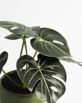 Artificial Table Plants 15*12*16cm Monstera in ceramic pot GS-03323106-G4 Potted Flowers&Plants YeahFlower is one of Chinese leading OEM manufacturers and exporters , supplying the silk flowers, wholesale artificial trees Artificial Table Plants 15*12*16cm Monstera in ceramic pot GS-03323106-G4 Potted Flowers&Plants YeahFlower is one of Chinese leading OEM manufacturers and exporters , supplying the silk flowers, wholesale artificial trees