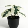 Artificial Table Plants Taro in PP pot GS-03323107-G2 Artificial Table Plants 15*12*16cm Taro in PP pot GS-03323107-G2 Potted Flowers&Plants YeahFlower is one of Chinese leading OEM manufacturers and exporters , supplying the silk flowers, wholesale artificial trees
