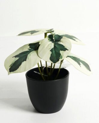 Artificial Table Plants 15*12*16cm Taro in PP pot GS-03323107-G2 Potted Flowers&Plants YeahFlower is one of Chinese leading OEM manufacturers and exporters , supplying the silk flowers, wholesale artificial trees Artificial Table Plants 15*12*16cm Taro in PP pot GS-03323107-G2 Potted Flowers&Plants YeahFlower is one of Chinese leading OEM manufacturers and exporters , supplying the silk flowers, wholesale artificial trees