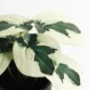 Artificial Table Plants Taro in PP pot GS-03323107-G2_1 Artificial Table Plants 15*12*16cm Taro in PP pot GS-03323107-G2 Potted Flowers&Plants YeahFlower is one of Chinese leading OEM manufacturers and exporters , supplying the silk flowers, wholesale artificial trees