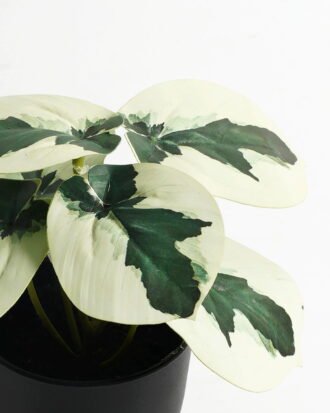 Artificial Table Plants 15*12*16cm Taro in PP pot GS-03323107-G2 Potted Flowers&Plants YeahFlower is one of Chinese leading OEM manufacturers and exporters , supplying the silk flowers, wholesale artificial trees Artificial Table Plants 15*12*16cm Taro in PP pot GS-03323107-G2 Potted Flowers&Plants YeahFlower is one of Chinese leading OEM manufacturers and exporters , supplying the silk flowers, wholesale artificial trees