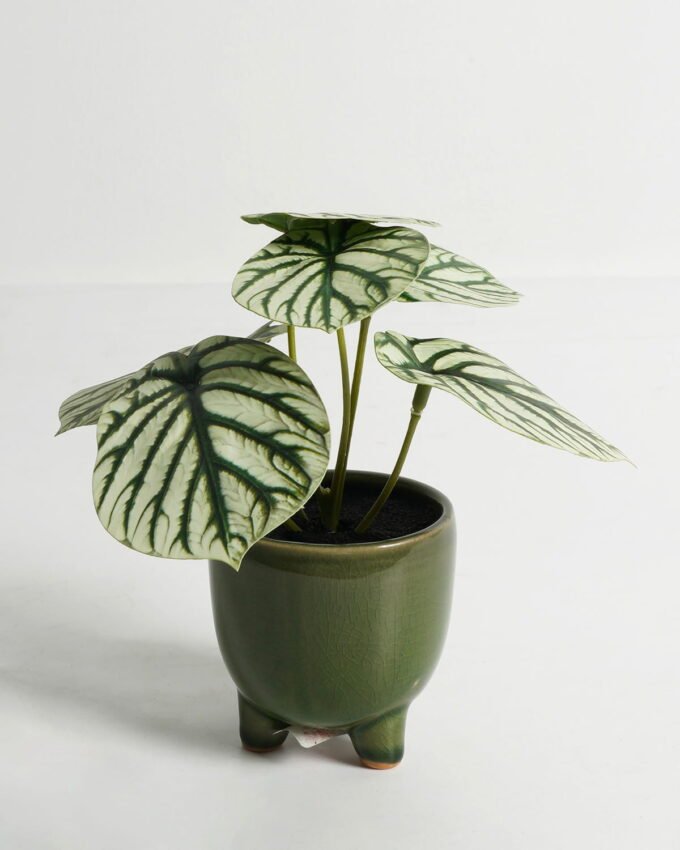 Artificial Table Plants Taro in PP pot GS-03323107-G2_3 Artificial Table Plants 15*12*16cm Taro in PP pot GS-03323107-G2 Potted Flowers&Plants YeahFlower is one of Chinese leading OEM manufacturers and exporters , supplying the silk flowers, wholesale artificial trees