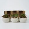 Artificial Table Plants succulent plants in cement pot GS-51720130-R1 Potted Flowers&Plants YeahFlower is one of Chinese leading OEM manufacturers and exporters , supplying the silk flowers, wholesale artificial trees