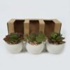 Artificial Table Plants succulent plants in cement pot GS-51720130-R1 Potted Flowers&Plants YeahFlower is one of Chinese leading OEM manufacturers and exporters , supplying the silk flowers, wholesale artificial trees