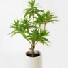 Artificial Tree 90cm Dracaena reflexa in PP pot GS-61923002 Tree&Plant YeahFlower is one of Chinese leading OEM manufacturers and exporters , supplying the silk flowers, wholesale artificial trees
