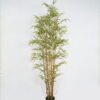 Artificial Tree Bamboo tree 7 in PP pot GS-69423047CONTI_9 Artificial Tree 74*74*192cm Bamboo tree *7 in PP pot GS-69423047CONTI Tree&Plant YeahFlower is one of Chinese leading OEM manufacturers and exporters , supplying the silk flowers, wholesale artificial trees