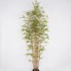 Artificial Tree 85*85*222cm Bamboo tree *7 in PP pot GS-69423048CONTI Tree&Plant YeahFlower is one of Chinese leading OEM manufacturers and exporters , supplying the silk flowers, wholesale artificial trees