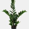 Artificial Tree Eucalyptus in PP pot 107 lvs GS-70223013_9 Artificial Tree 32*32*82cm Eucalyptus in PP pot/107 lvs GS-70223013 Tree&Plant YeahFlower is one of Chinese leading OEM manufacturers and exporters , supplying the silk flowers, wholesale artificial trees