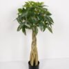 Artificial Tree Pachira macrocarpa 4 in PP pot GS-69423009CONTI_7 Artificial Tree 46*46*90cm Pachira macrocarpa *4 in PP pot GS-69423009CONTI Tree&Plant YeahFlower is one of Chinese leading OEM manufacturers and exporters , supplying the silk flowers, wholesale artificial trees