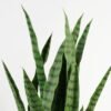 Artificial Tree 38*38*87cm Sansevieria *12 in PP pot/32 lvs GS-59523090CONTI Tree&Plant YeahFlower is one of Chinese leading OEM manufacturers and exporters , supplying the silk flowers, wholesale artificial trees
