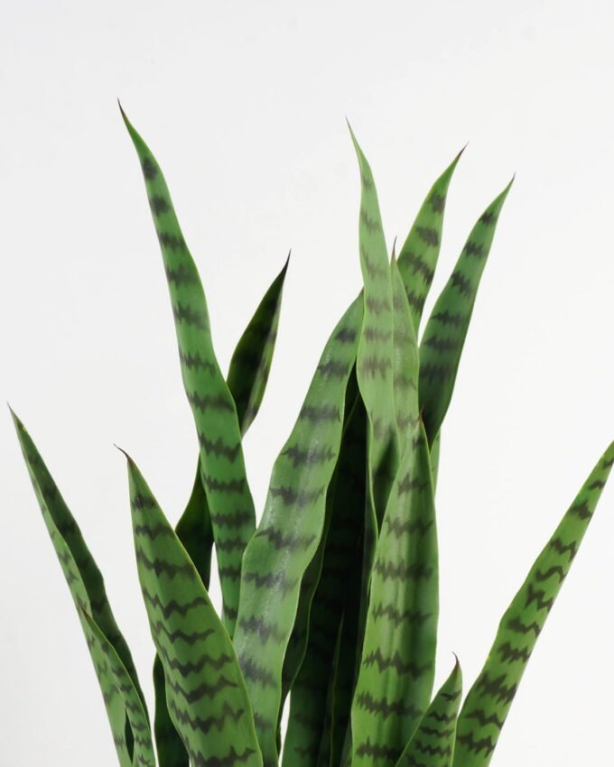 Artificial Tree 38*38*87cm Sansevieria *12 in PP pot/32 lvs GS-59523090CONTI Tree&Plant YeahFlower is one of Chinese leading OEM manufacturers and exporters , supplying the silk flowers, wholesale artificial trees