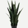 Artificial Tree Sansevieria 12 in PP pot GS-59523054CONTI_1 Artificial Tree 50*50*85cm Sansevieria *12 in PP pot GS-59523054CONTI Tree&Plant YeahFlower is one of Chinese leading OEM manufacturers and exporters , supplying the silk flowers, wholesale artificial trees