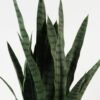 Artificial Tree Sansevieria 12 in PP pot GS-59523054CONTI_5 Artificial Tree 50*50*85cm Sansevieria *12 in PP pot GS-59523054CONTI Tree&Plant YeahFlower is one of Chinese leading OEM manufacturers and exporters , supplying the silk flowers, wholesale artificial trees