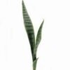 Artificial Tree 15*49cm Sansevieria single stem/3 lvs GS-59523089 Tree&Plant YeahFlower is one of Chinese leading OEM manufacturers and exporters , supplying the silk flowers, wholesale artificial trees