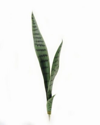 Artificial Tree 15*49cm Sansevieria single stem/3 lvs GS-59523089 Tree&Plant 3,000+ sqm showroom with thousands of artificial flowers, plants & trees ready for global sourcing.