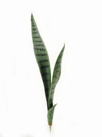 Artificial Tree 38*38*87cm Sansevieria *12 in PP pot/32 lvs GS-59523090CONTI Tree&Plant 3,000+ sqm showroom with thousands of artificial flowers, plants & trees ready for global sourcing.