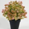 Artificial succulent Plant in PP pot GS-70423011CONTI_4 Artificial succulent 22*22*23cm Plant in PP pot GS-70423011CONTI Succulent YeahFlower is one of Chinese leading OEM manufacturers and exporters , supplying the silk flowers, wholesale artificial trees