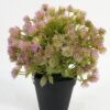 Artificial succulent Plant in PP pot GS-70423011CONTI_5 Artificial succulent 22*22*23cm Plant in PP pot GS-70423011CONTI Succulent YeahFlower is one of Chinese leading OEM manufacturers and exporters , supplying the silk flowers, wholesale artificial trees