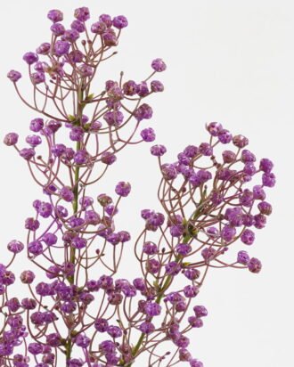 Artificial Flower 16*16*72cm Babysbreath *3 single stem GS-05523019-Z1 Single Flowers YeahFlower is one of Chinese leading OEM manufacturers and exporters , supplying the silk flowers, wholesale artificial trees