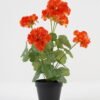 Artificial Flower Begonia 7 in plastic pot GS-04820039-O1_2 Artificial Flower 28*23*44CM Begonia*7 in plastic pot GS-04820039-O1 Potted Flowers&Plants YeahFlower is one of Chinese leading OEM manufacturers and exporters , supplying the silk flowers, wholesale artificial trees