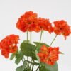 Artificial Flower Begonia 7 in plastic pot GS-04820039-O1_4 Artificial Flower 28*23*44CM Begonia*7 in plastic pot GS-04820039-O1 Potted Flowers&Plants YeahFlower is one of Chinese leading OEM manufacturers and exporters , supplying the silk flowers, wholesale artificial trees