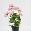 Artificial Flower Begonia 7 in plastic pot GS-04820039-P1_1 Artificial Flower 28*23*44CM Begonia*7 in plastic pot GS-04820039-P1 Potted Flowers&Plants YeahFlower is one of Chinese leading OEM manufacturers and exporters , supplying the silk flowers, wholesale artificial trees