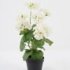 Artificial Flower 28*23*44CM Begonia*7 in plastic pot GS-04820039-W1 Potted Flowers&Plants YeahFlower is one of Chinese leading OEM manufacturers and exporters , supplying the silk flowers, wholesale artificial trees