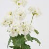 Artificial Flower 28*23*44CM Begonia*7 in plastic pot GS-04820039-W1 Potted Flowers&Plants YeahFlower is one of Chinese leading OEM manufacturers and exporters , supplying the silk flowers, wholesale artificial trees