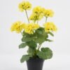 Artificial Flower 28*23*44CM Begonia*7 in plastic pot GS-04820039-Y1 Potted Flowers&Plants YeahFlower is one of Chinese leading OEM manufacturers and exporters , supplying the silk flowers, wholesale artificial trees