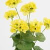 Artificial Flower 28*23*44CM Begonia*7 in plastic pot GS-04820039-Y1 Potted Flowers&Plants YeahFlower is one of Chinese leading OEM manufacturers and exporters , supplying the silk flowers, wholesale artificial trees
