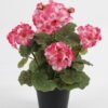Artificial-Flower-Begonia-in-PP-pot-GS-03323011-P2_1-1.jpg Artificial Flower 22*22*28cm Begonia in PP pot GS-03323011-P2 Potted Flowers&Plants YeahFlower is one of Chinese leading OEM manufacturers and exporters , supplying the silk flowers, wholesale artificial trees