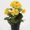 Artificial Flower 22*22*28cm Begonia in PP pot GS-03323011-Y1 Potted Flowers&Plants YeahFlower is one of Chinese leading OEM manufacturers and exporters , supplying the silk flowers, wholesale artificial trees