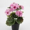 Artificial Flower Begonia in PP pot GS-03323011-Z1_2 Artificial Flower 22*22*28cm Begonia in PP pot GS-03323011-Z1 Potted Flowers&Plants YeahFlower is one of Chinese leading OEM manufacturers and exporters , supplying the silk flowers, wholesale artificial trees