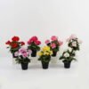 Artificial-Flower-Begonia-in-PP-pot-GS-03323011_2-1.jpg Artificial Flower 22*22*28cm Begonia in PP pot GS-03323011 Potted Flowers&Plants YeahFlower is one of Chinese leading OEM manufacturers and exporters , supplying the silk flowers, wholesale artificial trees